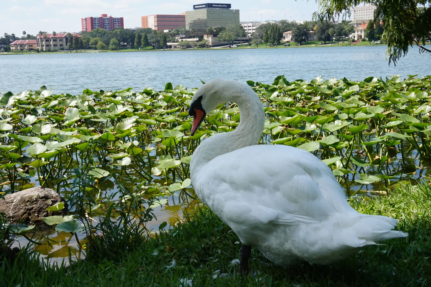 A white swan among lily pads on the shore of Lake Morton, Lakeland